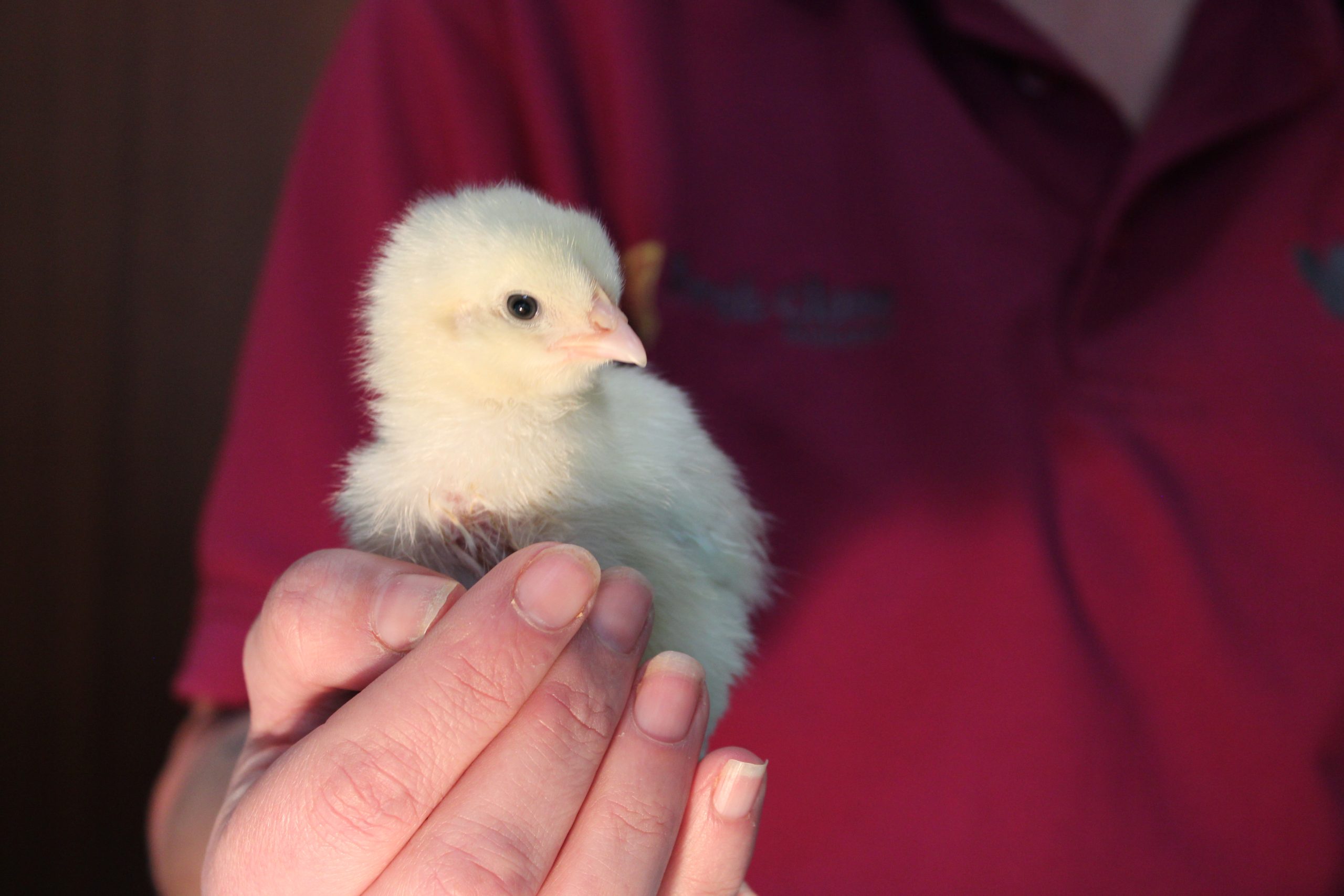 Nursery Spotlight – A Chick-tastic Easter.